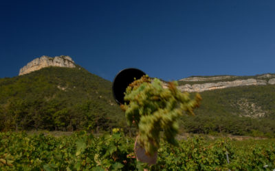 C’est partie pour les vendanges!!!